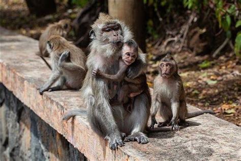 张家界的猴子怎么对付 张家界猴子在哪个景区_旅泊网