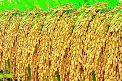 平均高1.8米，亩产2000斤的巨型水稻到底有多优良？看完长见识了