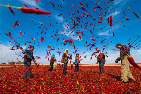 红红火火丰收年|摄影作品|甘肃省总工会