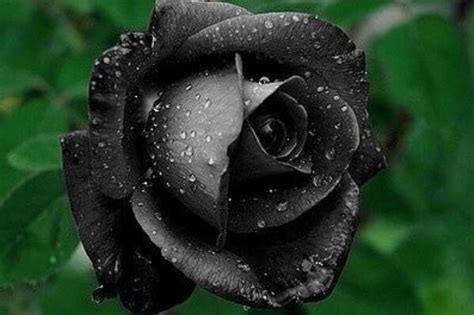 这6款罕见黑色的花！见过一种你就是大神！