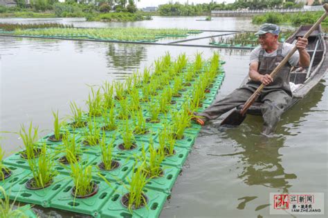 水稻全程种植技术1-5章，从播种，育秧，施肥到病虫害管理（收藏版） - 知乎