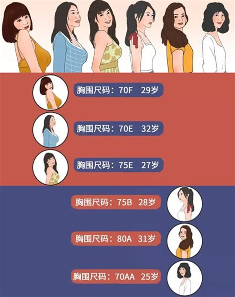 罩杯大小示意图图片