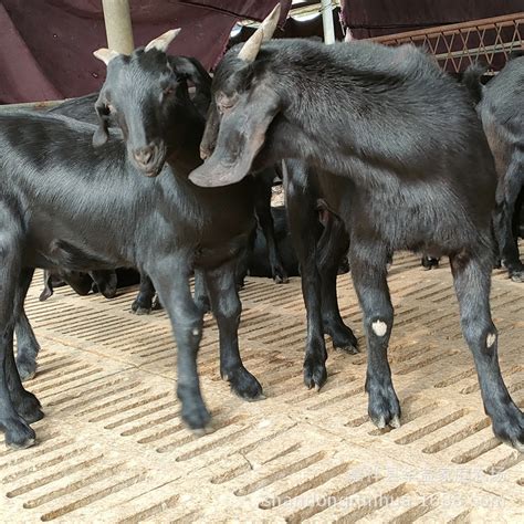 小尾寒羊山东种羊养殖场 种羊羊羔种羊多少钱一只-阿里巴巴