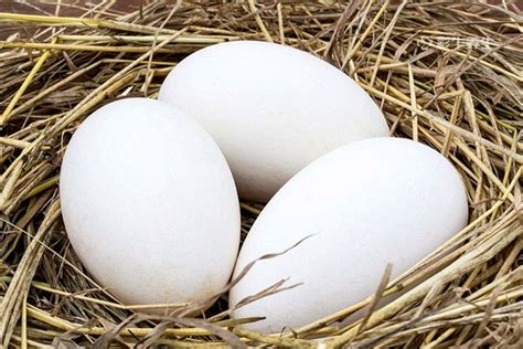 孕妇吃鹅蛋对胎儿有什么好处 孕妇吃鹅蛋的好处_彩牛养生