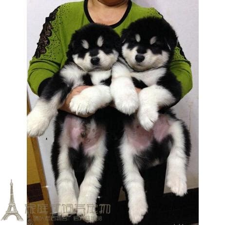 阿拉斯加幼犬纯种黑红棕色灰桃巨型阿拉斯加雪橇犬宠物小狗狗活物-阿里巴巴