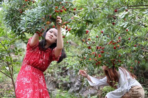 女子上树摘杨梅坠落身亡 近期已有12人采摘摔伤-新闻中心-温州网