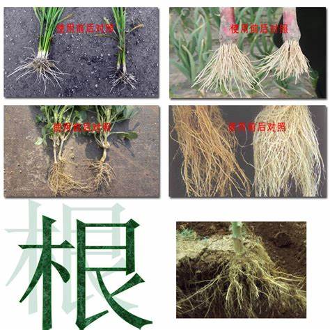 生根剂配方生根最快的肥料