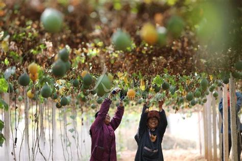安徽肥东：小瓜蒌助增收-人民图片网