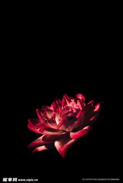 黑暗中的玫瑰花摄影图__花草_生物世界_摄影图库_昵图网nipic.com
