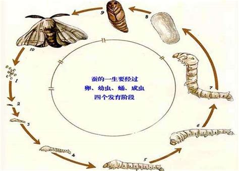 蚕的生长过程（家蚕的生殖方式）_玉环网