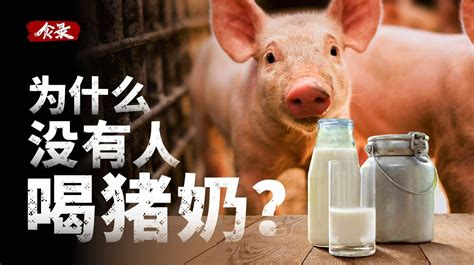 猪明明可以产奶，为什么却很少有人喝猪奶？_凤凰网科技_凤凰网