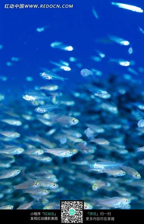 为什么鱼儿喜欢成群结队地活动_鱼集体行动的原因-学前教育资源网