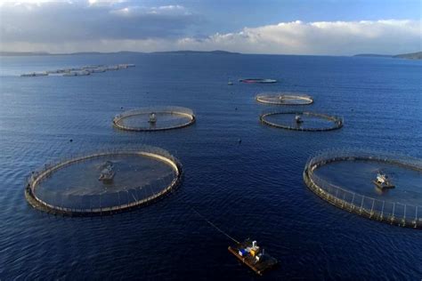 世界第一大深海养殖渔场“海峡Ⅰ号” 投设成功 - 海洋财富网