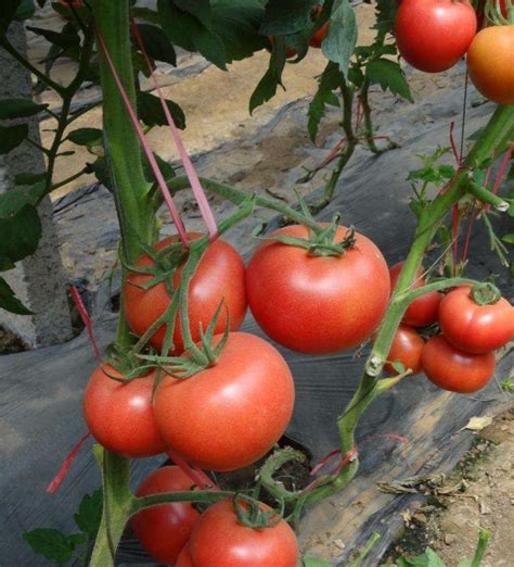 番茄成熟的过程高清图片下载-正版图片600320922-摄图网