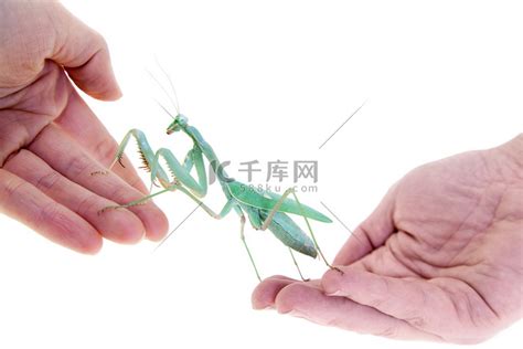 巨型非洲螳螂，Sphodromantis viridis，在手边高清摄影大图-千库网