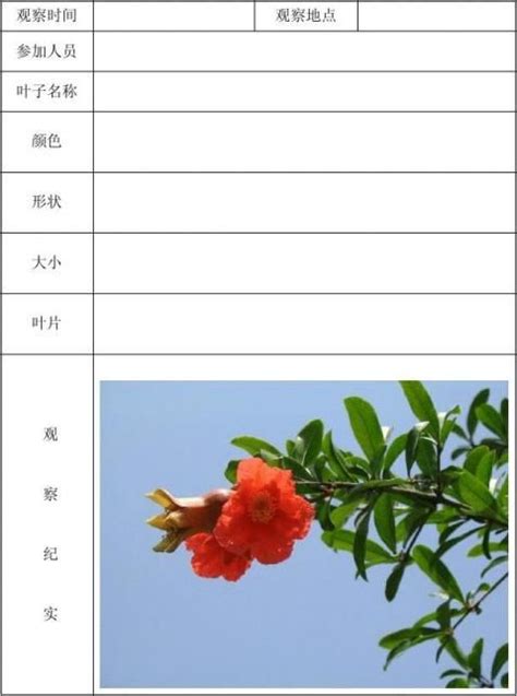 植物观察日记小报Word模板下载_熊猫办公
