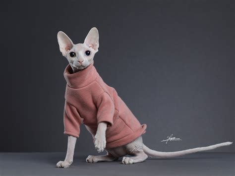 斯芬克斯猫(Sphynx)又称加拿大无毛猫体图片
