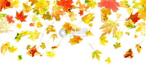 秋天的枫叶在白色背景下飘落和旋转高清图片下载-正版图片503199205-摄图网