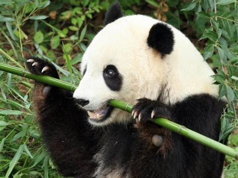 正在吃竹子的大熊猫图片-懒洋洋的成年大熊猫正在吃竹子素材-高清图片-摄影照片-寻图免费打包下载