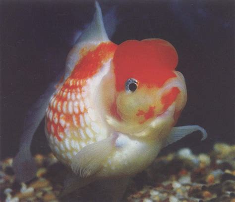 黄白皇冠珍珠-观赏鱼-图片