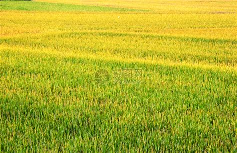 稻谷传播种子靠什么，附稻谷的分布范围 - 农敢网