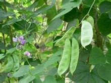 扁豆高产栽培方法与技术_种植技术_农业之友