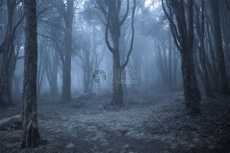 阴暗的雾景色树上布满毛骨悚然的无叶树光控插图高清图片下载-正版图片303427420-摄图网