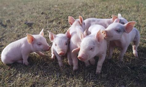 【技术干货】—仔猪、肥猪、后备母猪、经产母猪免疫程序（仅供参考）_种猪