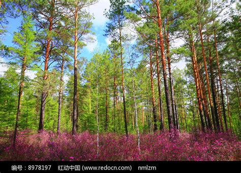 森林之春高清图片下载_红动中国