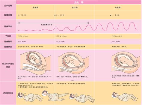 图解自然分娩的过程之分娩1期的过程_百度宝宝知道