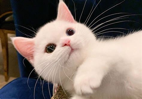 白猫取名高雅古风,白猫名字不带白字,100个幽默的猫名字_大山谷图库