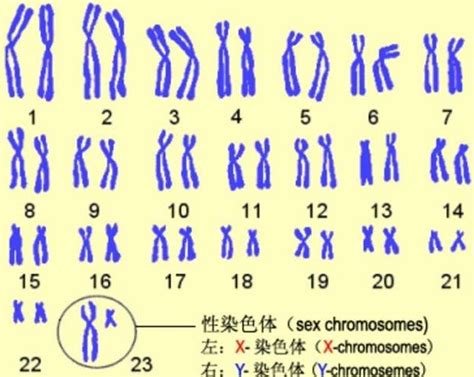 最详细的23对染色体科普！