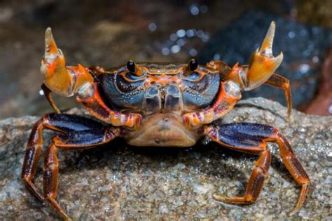 死螃蟹可以吃吗（）刚死的螃蟹能吃吗？哪些部位不能吃？） | 说明书网