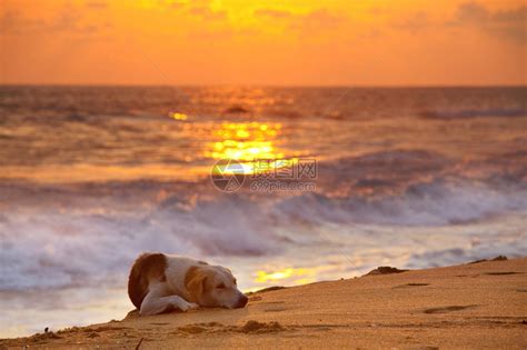 夕阳下沙滩上的狗高清图片下载-正版图片502569709-摄图网