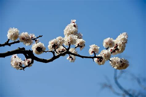 漂泊在外的每个春天都在想，不知家乡的杏花开了没有_凤凰网