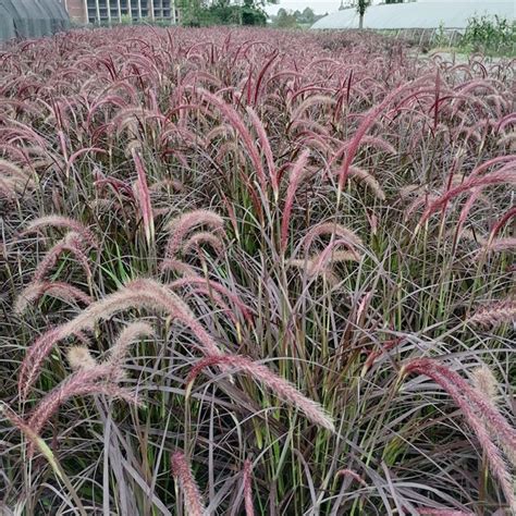 紫穗狼尾草种植密度-藤本月季网