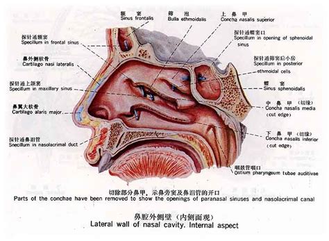 第四章耳鼻咽喉的应用解剖生理