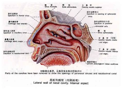 鼻子构造图解图片