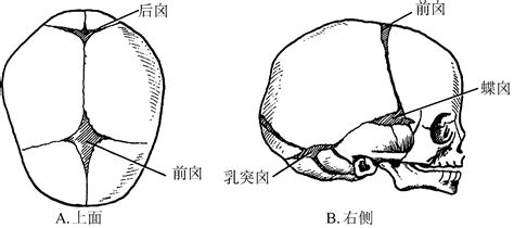 【图】颅面部生长发育的基本知识 - 口腔医学 - 天山医学院