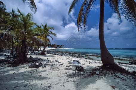 加勒比海滩的景区自然棕榈热的高清图片下载-正版图片307612410-摄图网