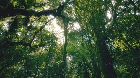 虚幻5超实自然热带雨林树木Rain Forest Pack使用【含工程】 - 代码森林