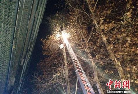男子爬15米高树上救流浪猫 猫没救着自己也被困_陕西频道_凤凰网