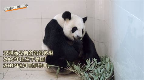 熊猫基地2019年新生熊猫宝宝集体亮相：排出一个“70”_绿政公署_澎湃新闻-The Paper
