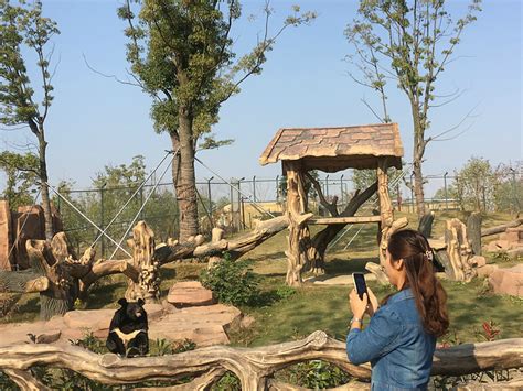 “灵岩”和“迈迈”搬入栾川竹海野生动物园 一起来看看吧！凤凰网河南_凤凰网