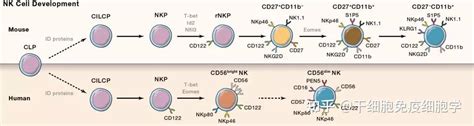 NK细胞疗法经过科学验证，是对抗癌症的新型治疗方法 - 知乎