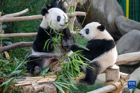 “熊猫奶爸”的幸福生活_新浪图片