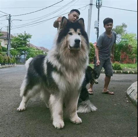 狗界“最帅”的6种狗狗，中国犬入围，帅得令人窒息_金毛