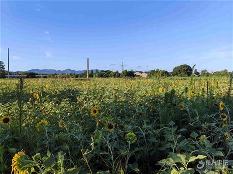 走进云龙镇云龙村、甲村和云龙赛艇基地