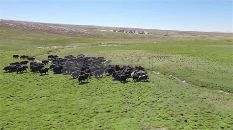 棕牛夏天在绿草地上放牧高清图片下载-正版图片506176830-摄图网