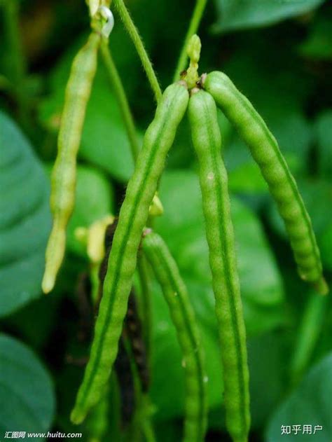 绿豆种植观察日记：绿豆发芽的样子真是太可爱了_腾讯视频